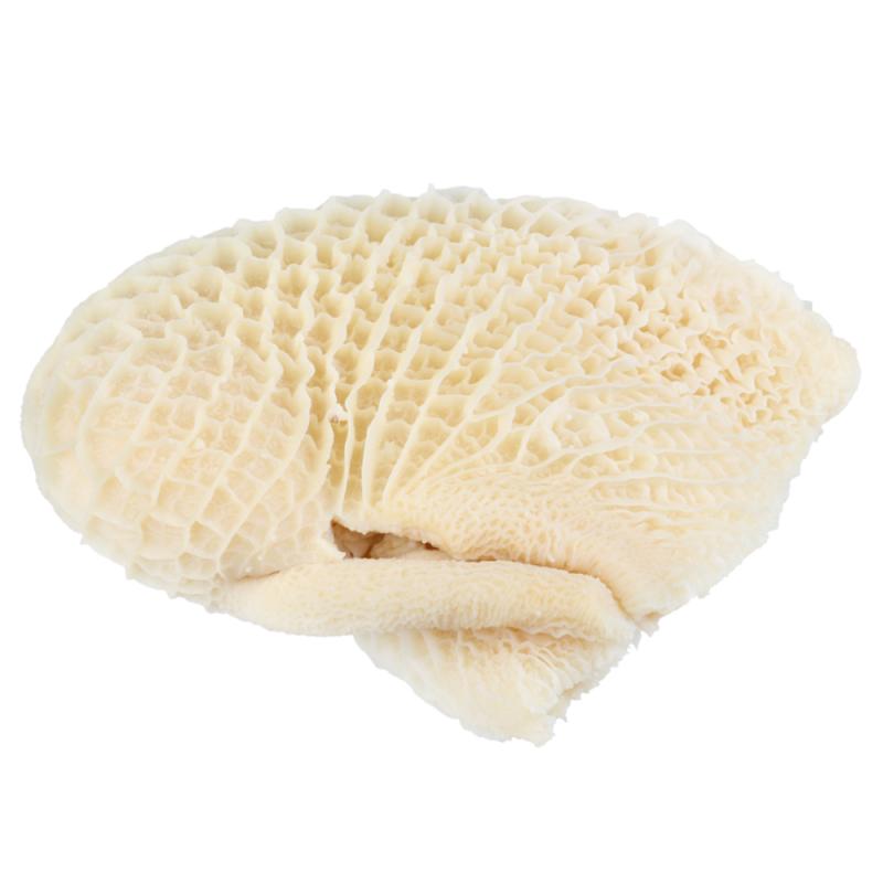 Tripe 1 lb