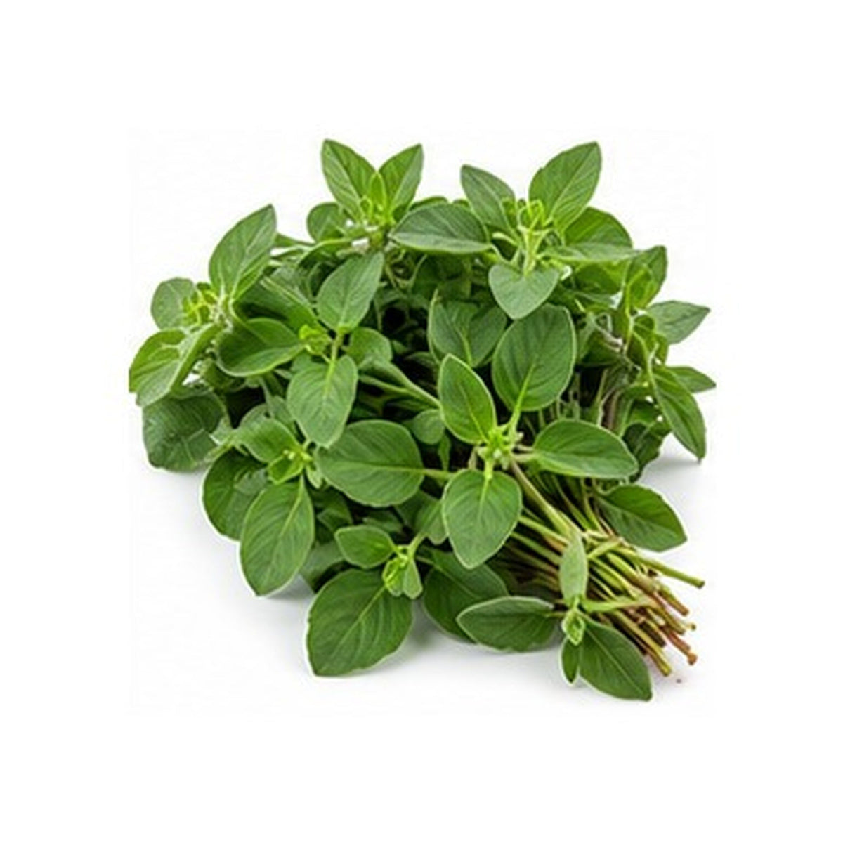 Illustrative image of Oregano on white background