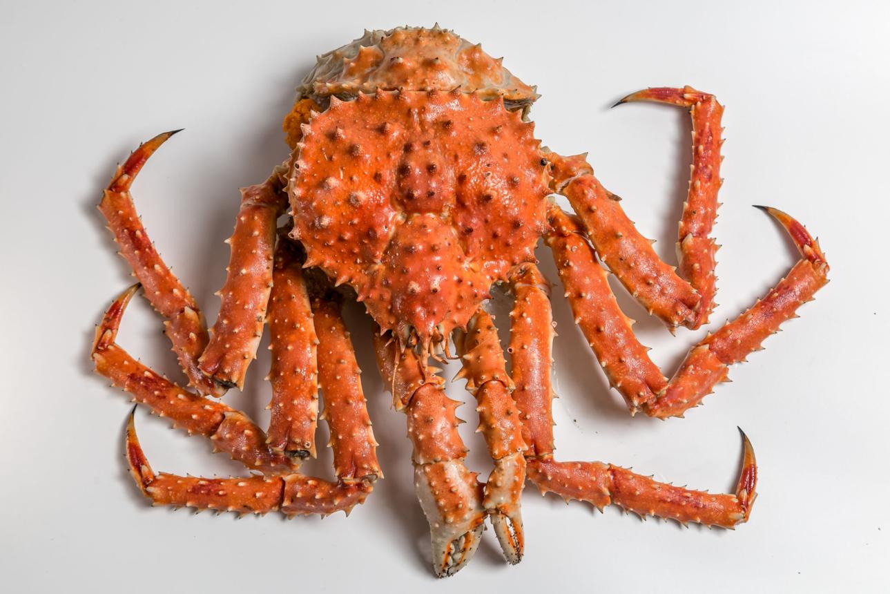King Crab