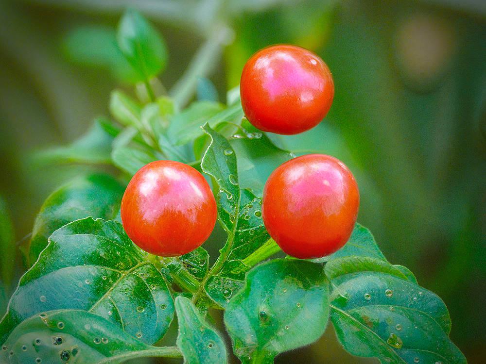 Wiri Wiri Pepper 1lb