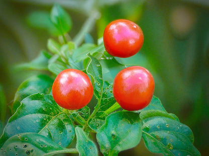 Wiri Wiri Pepper 1lb