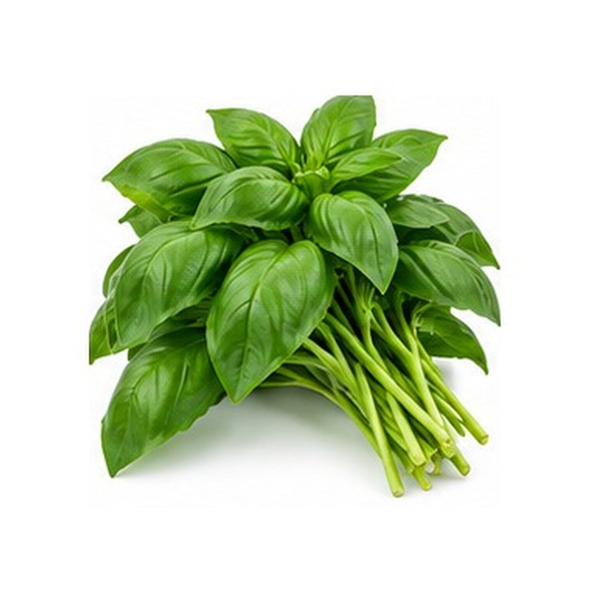 Illustrative image of Basil on white background