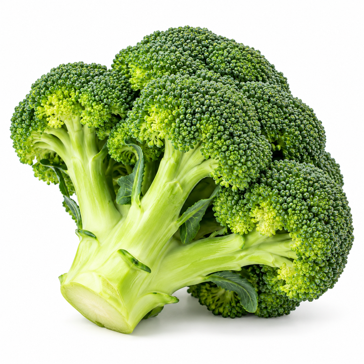 Representative Broccoli on white background