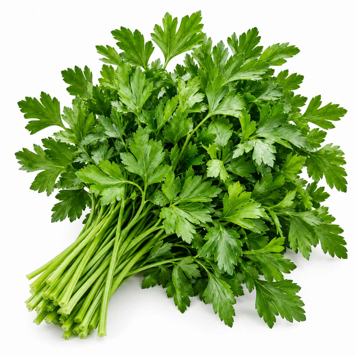 Representative Parsley on white background
