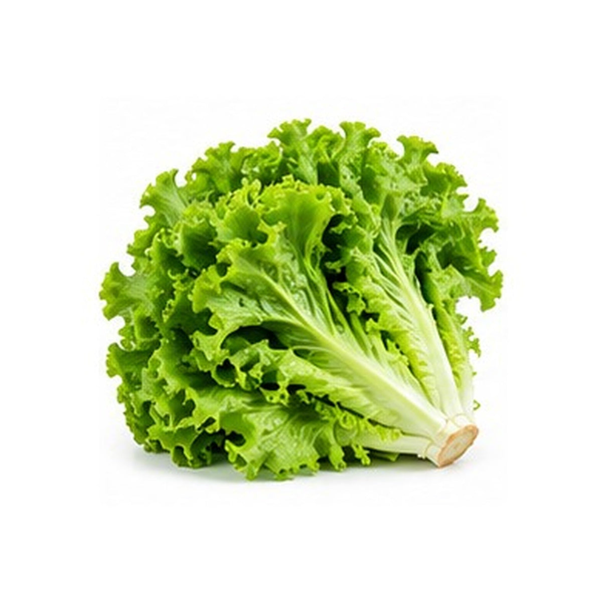 Illustrative image of Lettuce on white background