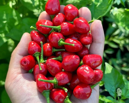 Wiri Wiri Pepper 1lb
