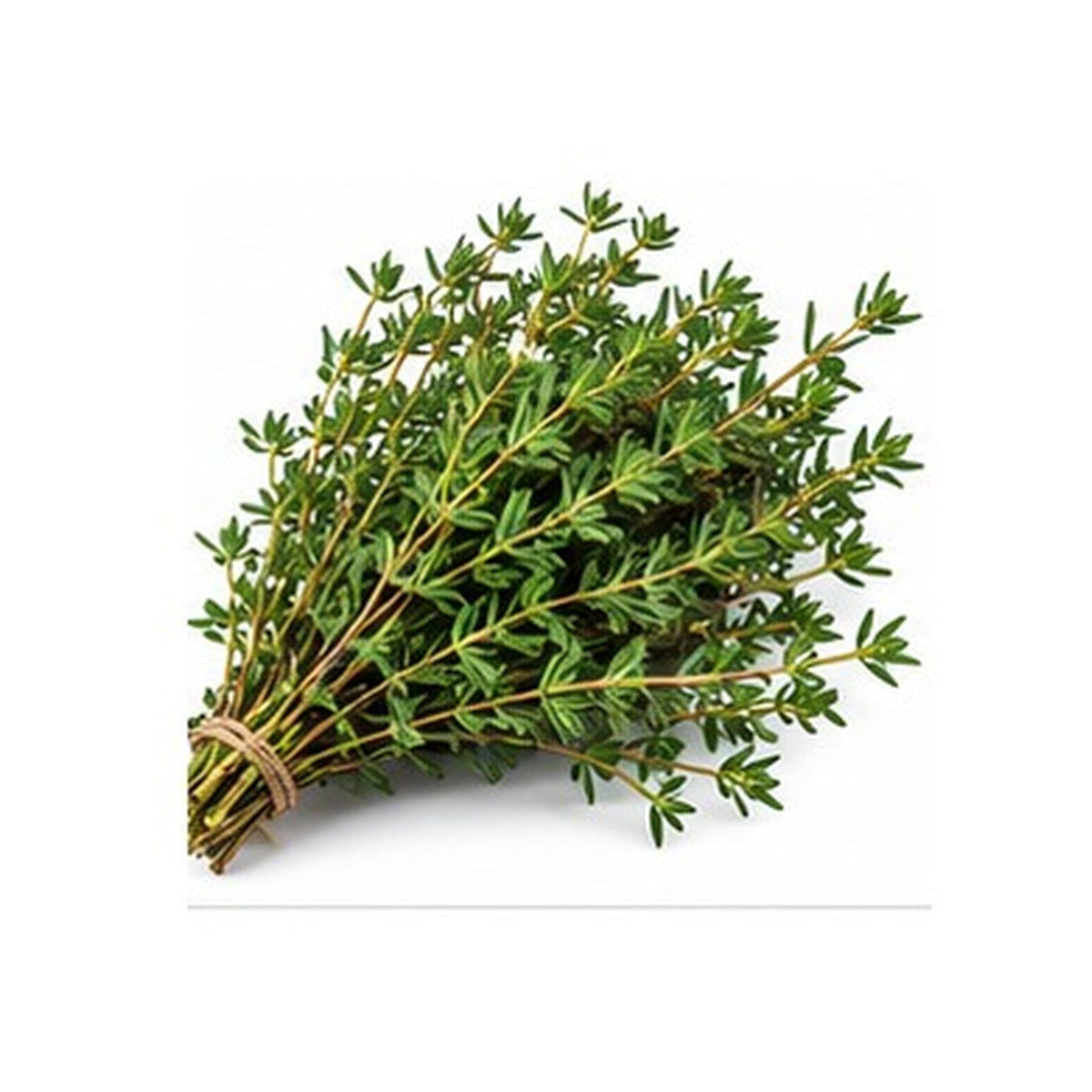 Illustrative image of Thyme on white background